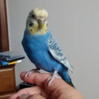 くみこ🔥❄💕🎣🏄🏀💕悠脹💕エレジャン💕影及🏐 (@kumi_koillust93) Twitter profile photo