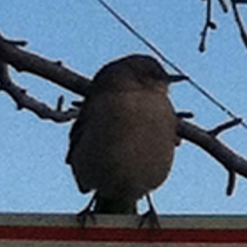 moshilover23's profile picture. i love moshi monsters and rabbit hunting