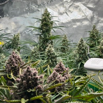 thecannalife420's profile picture. Legal medical grower. 21+. NFS