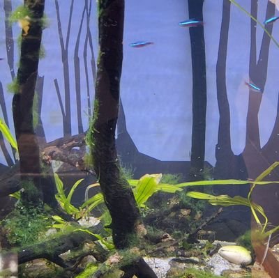 nlaraspratiwi1's profile picture. Penyuluh Perikanan Depok