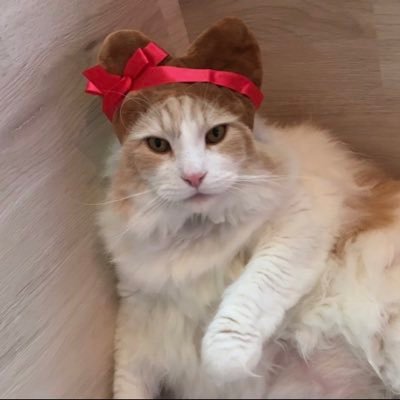 gekogeko_genki's profile picture. お琴♡スイーツ作り♡猫♡本♡映画♡又吉直樹作家先生♡小籔さん♡アッシー♡ピロシ♡ふるぽん♡中野涼子です♡上さん♡愛ちゃん♡けいこたん♡大地真央♡天海祐希♡早霧せいな♡柚香光♡極美慎♡稀惺かずと♡純れい♡小松菜奈♡クリープハイプ♡GinjerRoot♡米津玄師♡Ado♡中川家♡ダイアン♡チョコプラ長田さん♡FM802