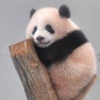 しゃんだ (@syandasan) 's Twitter Profile