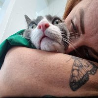 claudia camillo (@clacamillo) 's Twitter Profile