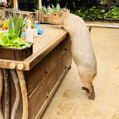 HiNaMaRi1985's profile picture. サビ猫(4歳)のおかん。音楽と動物とご飯が好きなだけ🧡💜❤💙💚パチ屋には息抜きしに行きます- ·̫ -