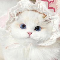 ぽめ (@pb_3b) 's Twitter Profile