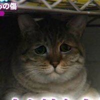 はちみー (@monsutoentori) Twitter profile photo