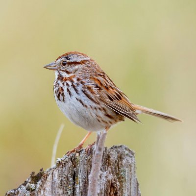 MohitSingh12633's profile picture. life is like a bird always be over thinking mind