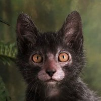 Freya Caluomi (@misanthrxpia) 's Twitter Profile Photo Freya Caluomi (@misanthrxpia) 's Twitter Profile Photo
