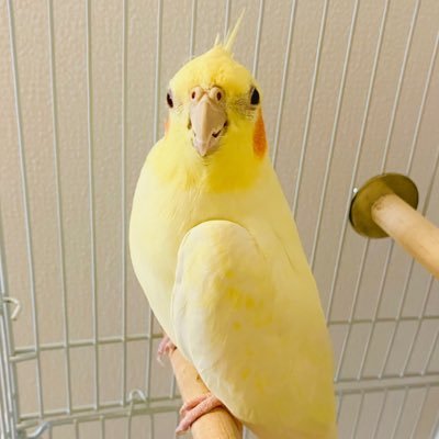 すずりすずなさんのプロフィール画像