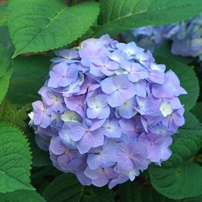 HydrangeaNerd Profile Picture