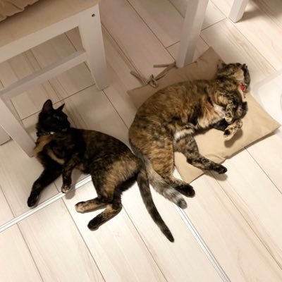 🐈睡蓮と無憂樹🐈‍⬛ サビ猫姉妹が明日の天気をお届け♪ TikTokがメインだよ😻