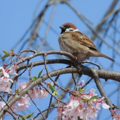 東北学院大学写真部の公式アカウントです📷 イベントの情報告知や写真をつぶやきます！！ 入部希望・ご質問はDMで受け付けております📨 Instagram始めました！部員の作品はこちらをチェック！！