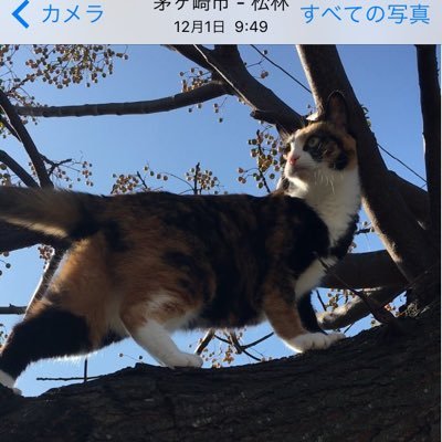 Da-iCE大好き🤍かなり大人6面です。いまだX不慣れ、無言フォロー&いいね失礼します。雄大君の人柄、歌声特に大好き💕6面さんとお友達になりたい😊時々、20才(息子)17才(娘) 三毛と茶トラの保護猫つぶやきます😅