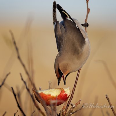 Bird sightings & information for the Outer Hebrides / Western Isles. Twitter account for the Outer Hebrides bird recorder @hebridesbirds #hebridesbirds