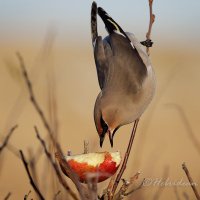 Outer Hebrides Birds (@hebridesbirds) 's Twitter Profile