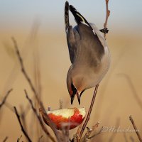 Outer Hebrides Birds(@HebridesBirds) 's Twitter Profileg