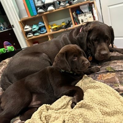 LuauMimi's profile picture. 