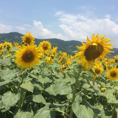 hina_matsuu's profile picture. パン・お菓子作り/ 料理 / ハマスイ