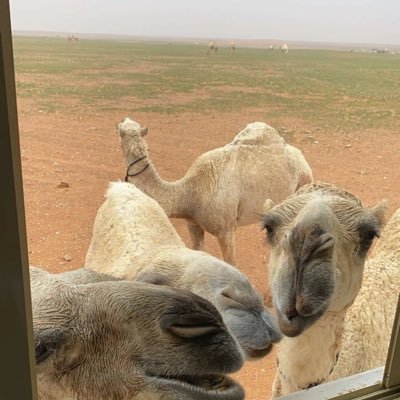 MAltwmy13998's profile picture. شمري تومي💡