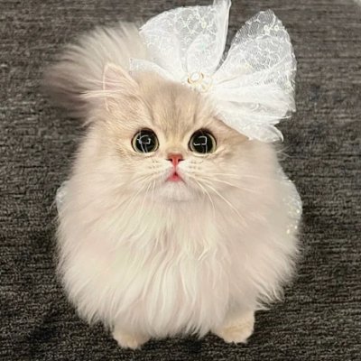 MelissaWil62103's profile picture. Memories are always good🎀🎀🎀