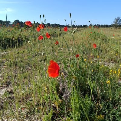 RicardoBarrela's profile picture. Operations Forester