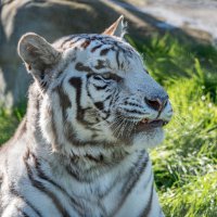Kym 🐅 💙 (@kymysmith) 's Twitter Profile Photo Kym 🐅 💙 (@kymysmith) 's Twitter Profile Photo