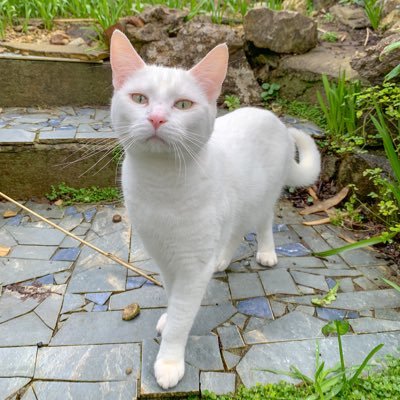 pushkin_thecat's profile picture. 