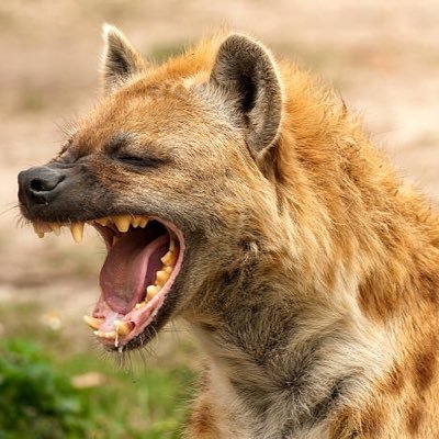 paraisosix's profile picture. 