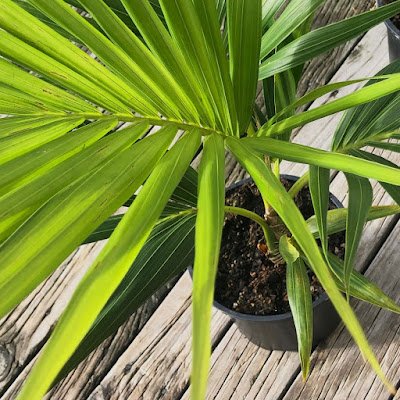 Shanni298's profile picture. 