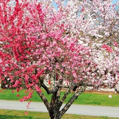 🎤デラックス×デラックスが好きです！🥁ドラムの🌸サクラちゃんが大好きで💕娘(おちびちゃん)と一緒に応援中～💝
ヨロシクお願いします😁

庭で花桃の苗木を一本育て中！花びらに赤*白*ピンク色が混ざって咲く可愛い桃の木で花言葉は「あなたに夢中」☺️今の私、、🌸サクラちゃんに夢中😌💓♥️