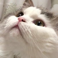 ざす_freivor (@ryo_gate) 's Twitter Profile