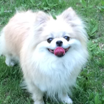 deersi123's profile picture. 