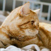 eornheit (@eornheit) 's Twitter Profile
