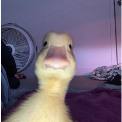 Here to spread kindness and to Quack you up!! Kinda like Flat Stanley, but I waddle everywhere I go!!🤭