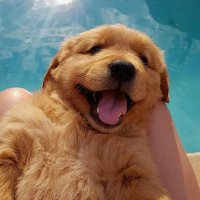 Loxxit (@loxxit) 's Twitter Profile