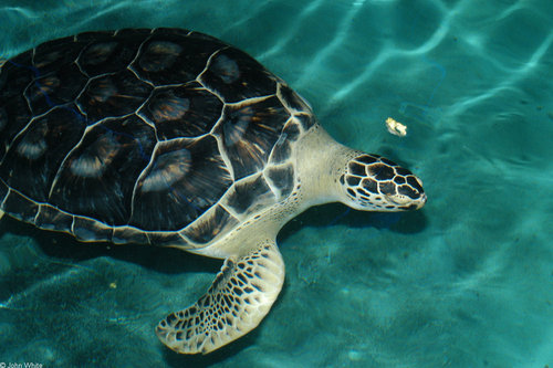 This account is intended for all who want to preserve the endangered animals, especially turtles