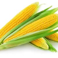 Farm With Gifty 🌽🌱 (@aprokofarmer) Twitter profile photo
