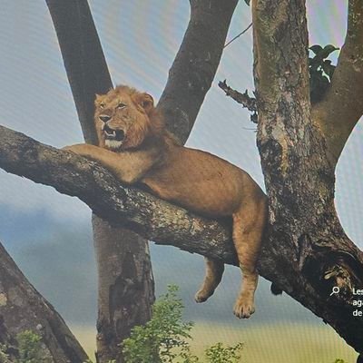 telulete's profile picture. 