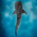 One Ocean Planet (@oneoceanplanet) Twitter profile photo One Ocean Planet (@oneoceanplanet) Twitter profile photo