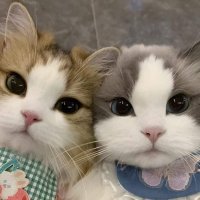 kheeyedRungsit (@pxxxx1999) 's Twitter Profile
