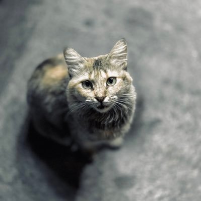 souban_t91's profile picture. 