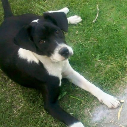 Perfil para difundir animales perdidos , encontrados y en adopción
También en instagram: Lilabuscadogs