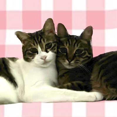 koro_nacchan's profile picture. なっちゃん・ころちゃん 7歳の保護猫🐱 クラファンのご協力ありがとうございました🙇🏻‍♀️無言フォロー失礼します。