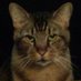 Fancy Fancy ✝️ (@cottoncatking) Twitter profile photo Fancy Fancy ✝️ (@cottoncatking) Twitter profile photo