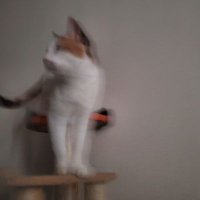 だま (@codama_fa) 's Twitter Profile