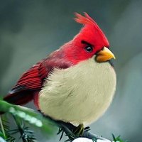 RedBird(@Red_AngryBirds_) 's Twitter Profile Photo