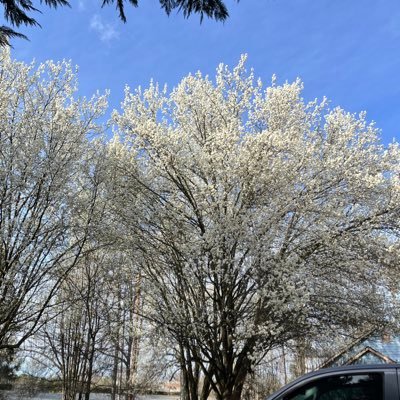 Jeliriv's profile picture. 