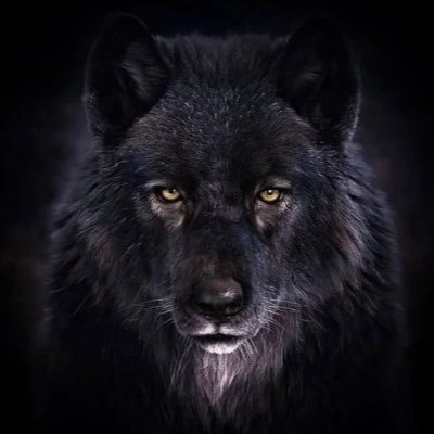 WolfBlack1000 Profile Picture