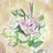 hoi's icon