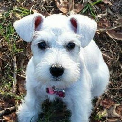 schnauzergal1 Profile Picture